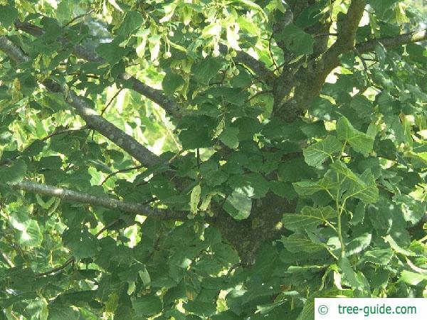 common lime (Tilia intermedia) foliage