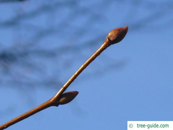 common lime (Tilia intermedia) terminal bud