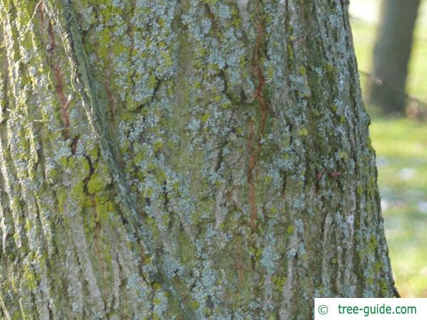 common lime (Tilia intermedia) older trunk