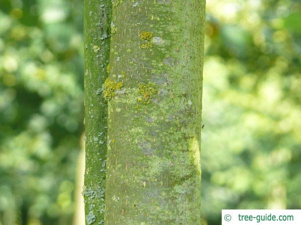 common lime (Tilia intermedia) trunk / stem