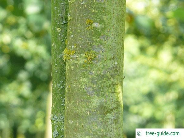 common lime (Tilia intermedia) trunk / stem