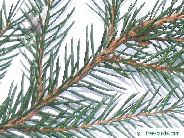 common spruce (Picea abies) branch