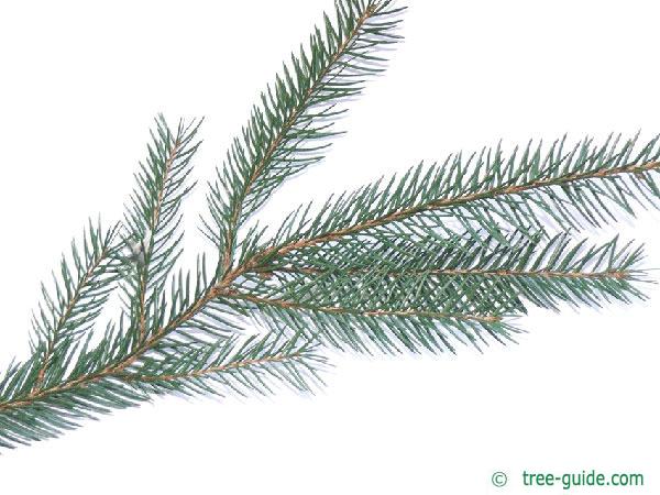 common spruce (Picea abies)