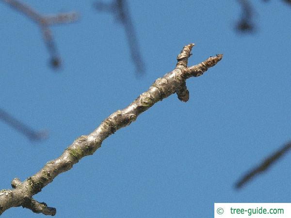 common walnut (Juglans regia) branch