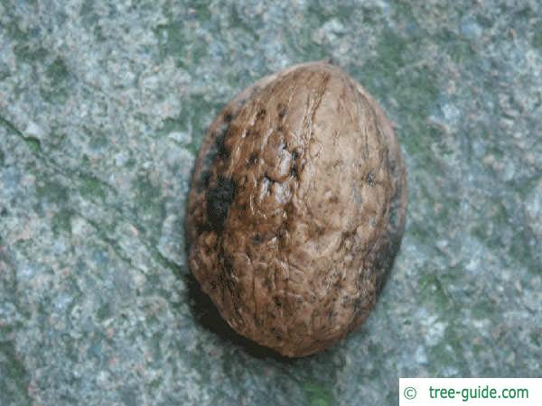 common walnut (Juglans regia) fruit capsule