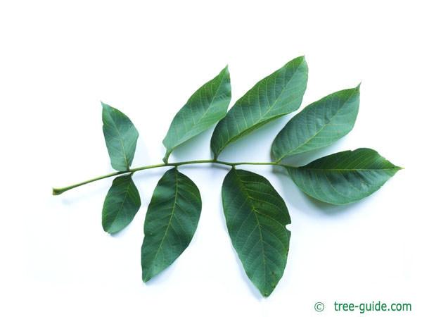 common walnut (Juglans regia) leaf