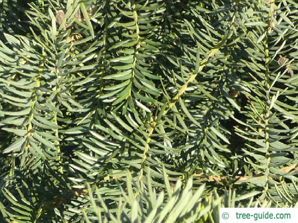 common yew (Taxus baccata)  branches