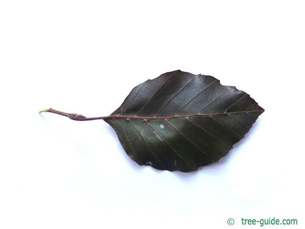 copper beech (Fagus sylvatica purpurea) leaf underside