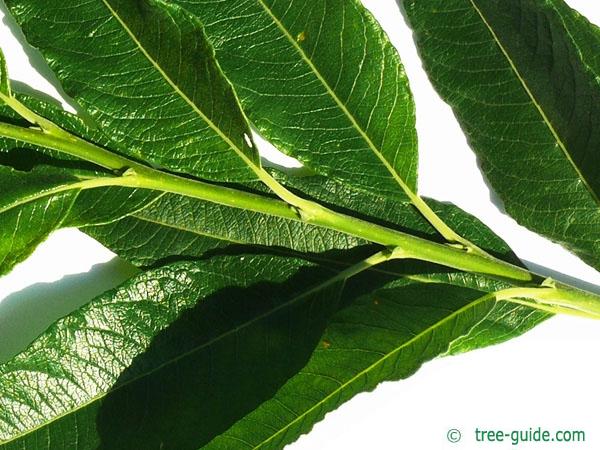 crack willow (Salix fragilis) twig