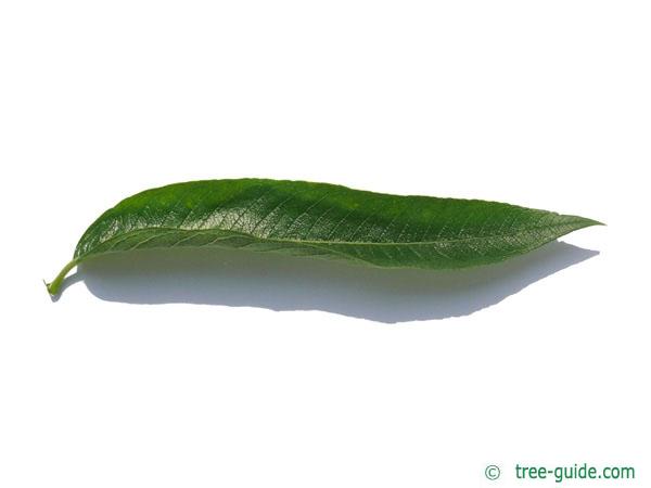 crack willow (Salix fragilis) leaf