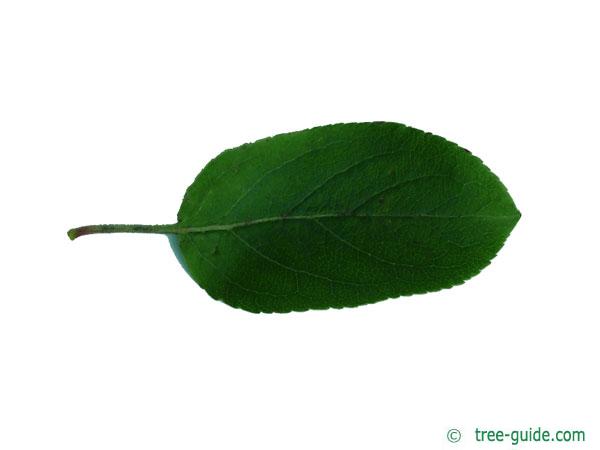 european crab apple (Malus sylvestris) leaf