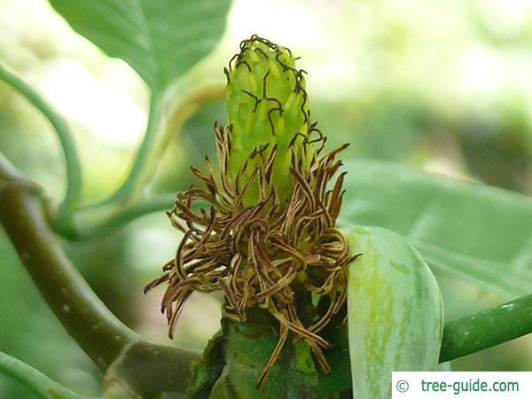 cucumber tree (Magnolia acuminata) old blossom