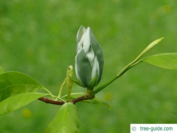 cucumber tree (Magnolia acuminata) blossom