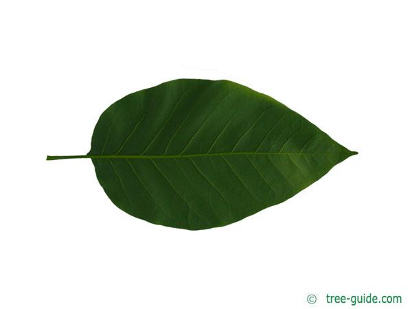 cucumber tree (Magnolia acuminata) leaf underside