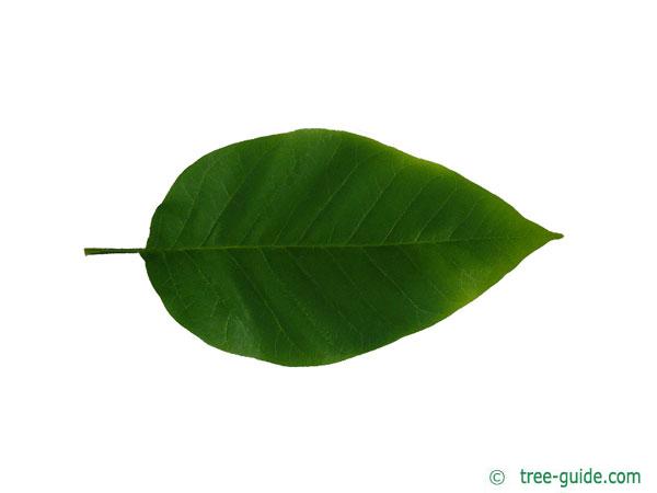cucumber tree (Magnolia acuminata) leaf