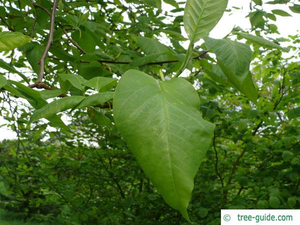 cucumber tree (Magnolia acuminata) leaves
