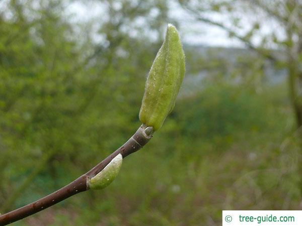cucumber tree (Magnolia acuminata) terminal bud