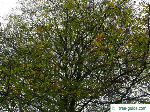 cut-leaf beech (Fagus sylvatica 'Laciniata') tree crown in fall