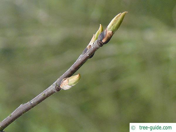 date plum (Diospyros lotus) axial and terminal buds