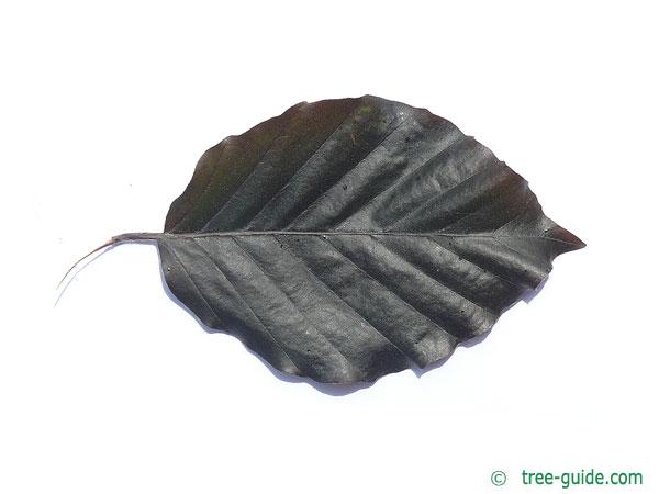 dawyk beech (Fagus sylvatica 'Dawyck Purple') leaf