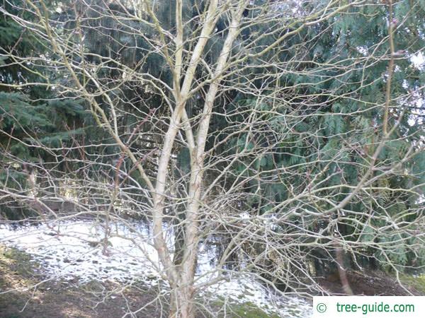 douglas hawthorn (Crataegus douglasii) crown winter