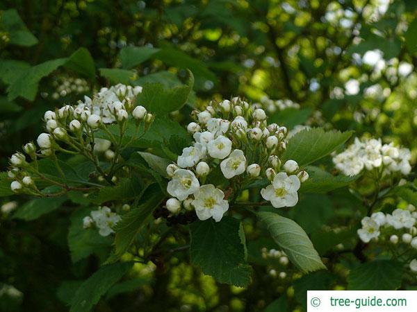 downy hawthorn (Crataegus mollis) blossom crown