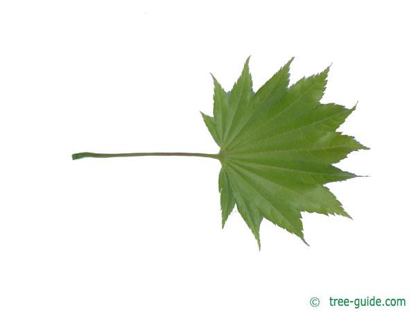 downy japanese maple (Acer japonicum) leaf underside