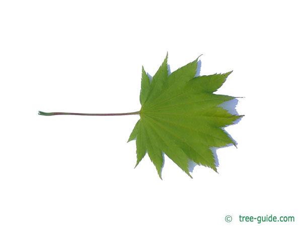 downy japanese maple (Acer japonicum) leaf