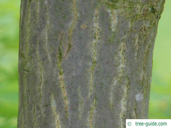 downy japanese maple (Acer japonicum) trunk / bark
