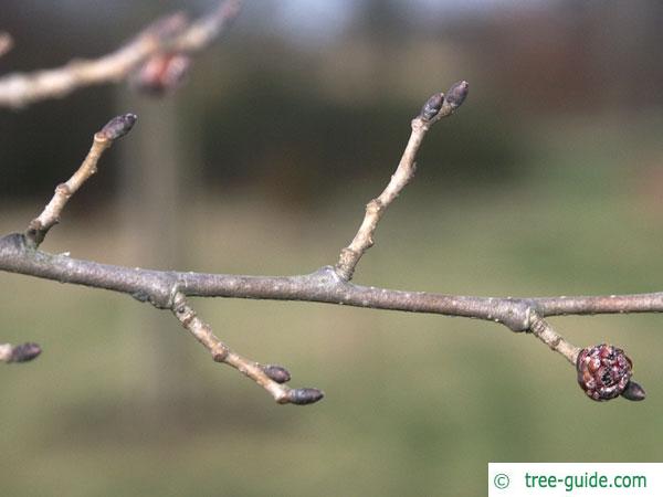 dutch elm (Ulmus hollandica) branch winter