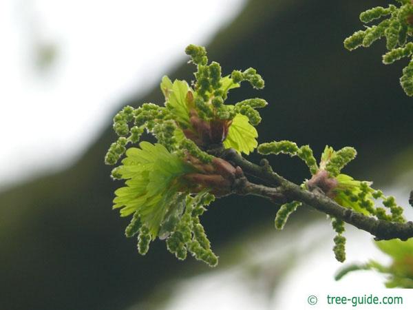 english oak (Quercus robur) budding in spring