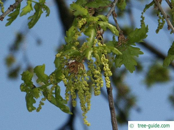 english oak (Quercus robur) flower