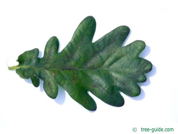 english oak (Quercus robur) leaf