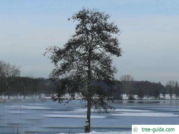 european alder (Alnus glutinosa) tree in Winter
