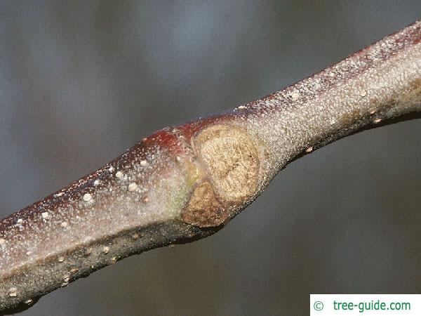 european chestnut (Castanea sativa) leaf scar