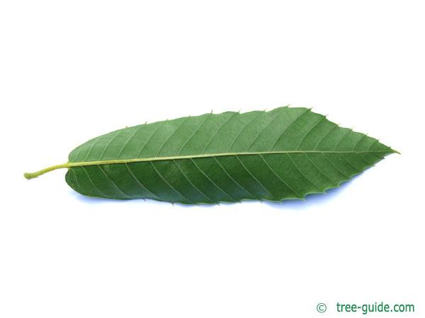 european chestnut (Castanea sativa) leaf underside