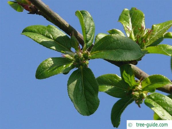 european crab apple (Malus sylvestris) apple flower buds