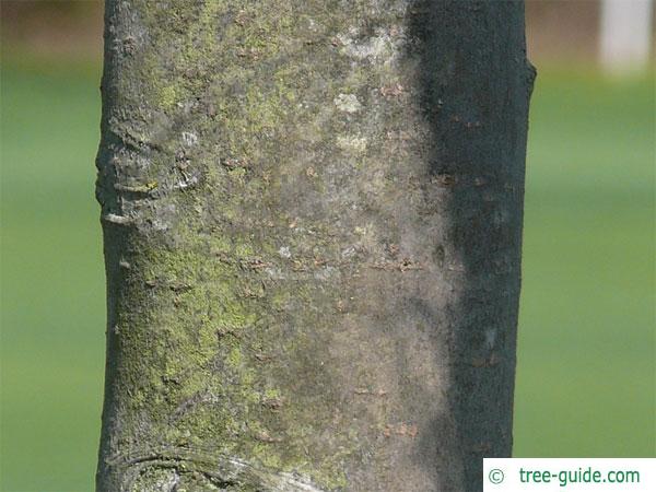 european crab apple (Malus sylvestris) trunk / stem