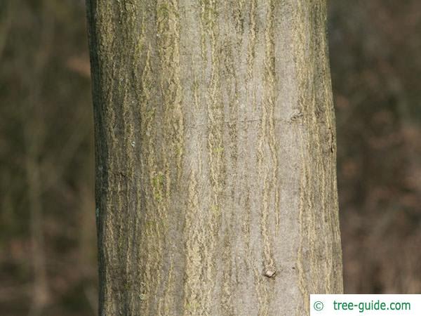european hornbeam (Carpinus betulus) trunk