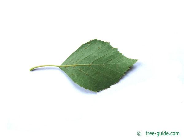 white birch (Betula pendula) leaf underside