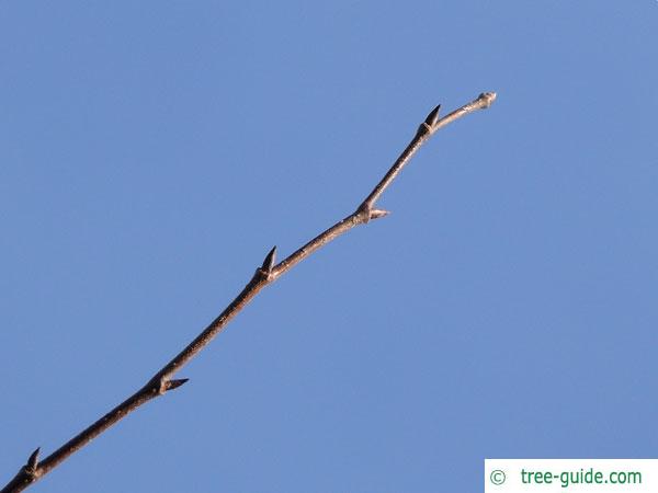 european white elm (Ulmus laevis) buds