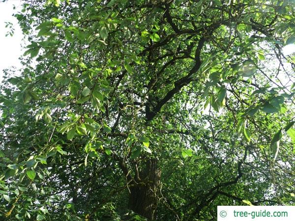 european white elm (Ulmus laevis) crown