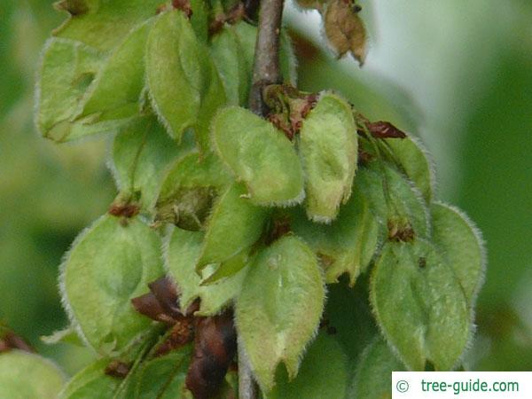 european white elm (Ulmus laevis) fruit