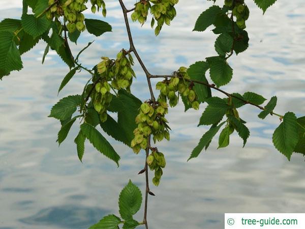 european white elm (Ulmus laevis) fruits