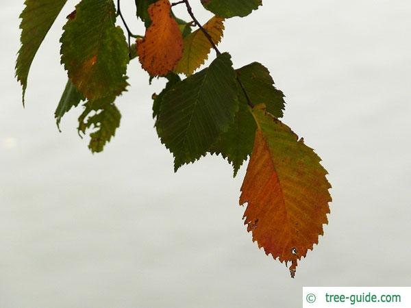 european white elm (Ulmus laevis) leaf in autumn