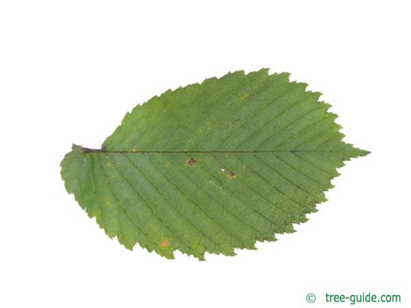 european white elm (Ulmus laevis) leaf