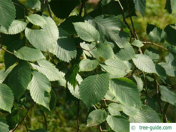 european white elm (Ulmus laevis) leaves