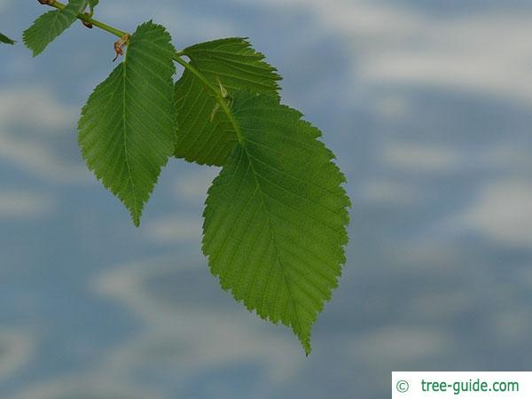 european white elm (Ulmus laevis) leaves