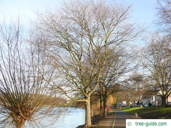 european white elm (Ulmus laevis) tree in winter