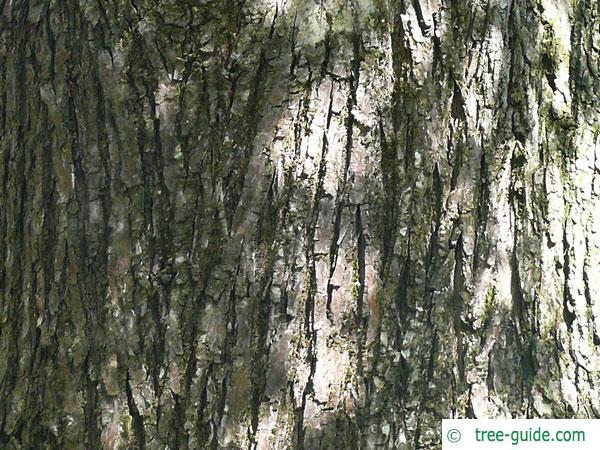 european white elm (Ulmus laevis) fruits